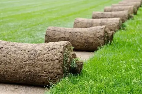 Why is Palmetto Buffalo grass becoming a popular choice for modern lawns?